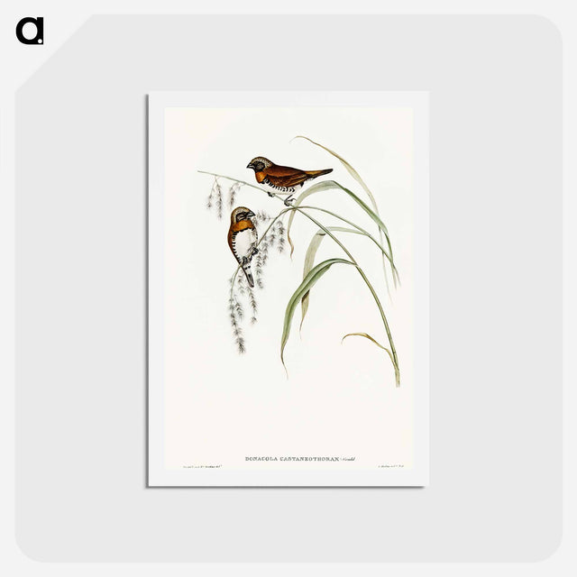 アートポストカード-Chestnut-breasted Finch
 - オーストラリアの鳥 Postcard.