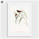 Chestnut-breasted Finch
 - オーストラリアの鳥 Poster.