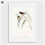 アートポスター-Chestnut-breasted Finch
 - オーストラリアの鳥 Poster.