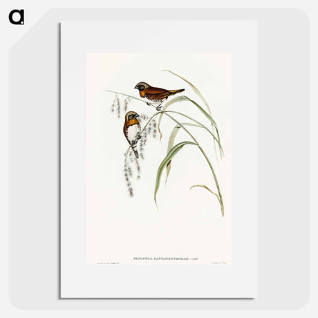アートポスター-Chestnut-breasted Finch
 - オーストラリアの鳥 Poster.