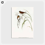アートポストカード-Chestnut-breasted Finch
 - オーストラリアの鳥 Postcard.