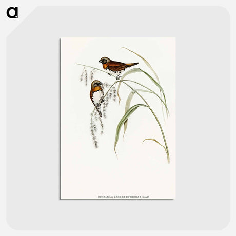 アートポストカード-Chestnut-breasted Finch
 - オーストラリアの鳥 Postcard.