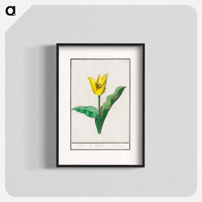 アートポスター-Tulip - アンセルムス ボエティウス デ ブート Poster.