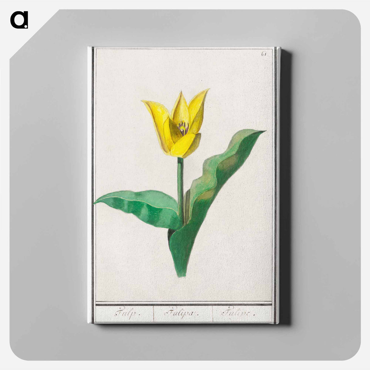 Tulip - アンセルムス ボエティウス デ ブート Canvas.