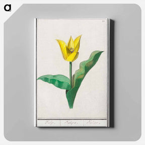 アートパネル-Tulip - アンセルムス ボエティウス デ ブート Canvas.