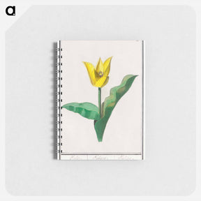 アートメモ帳-Tulip - アンセルムス ボエティウス デ ブート Memo.