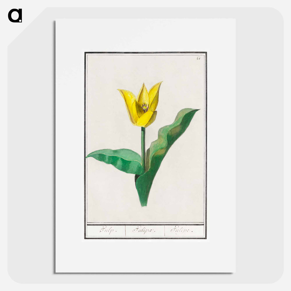 Tulip - アンセルムス ボエティウス デ ブート Poster.