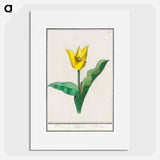 Tulip - アンセルムス ボエティウス デ ブート Poster.