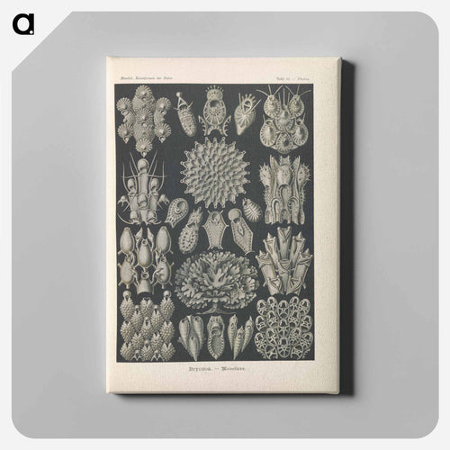 Marine life illustration - エルンスト ヘッケル Canvas.