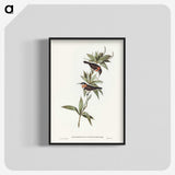3-58_John-Gould_blk-crop