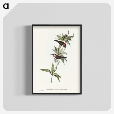 3-58_John-Gould_blk-crop