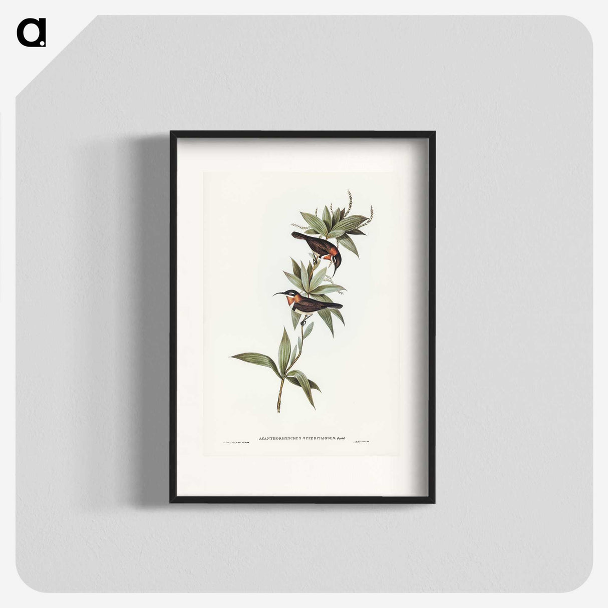 3-58_John-Gould_blk