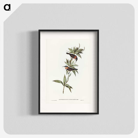 3-58_John-Gould_blk