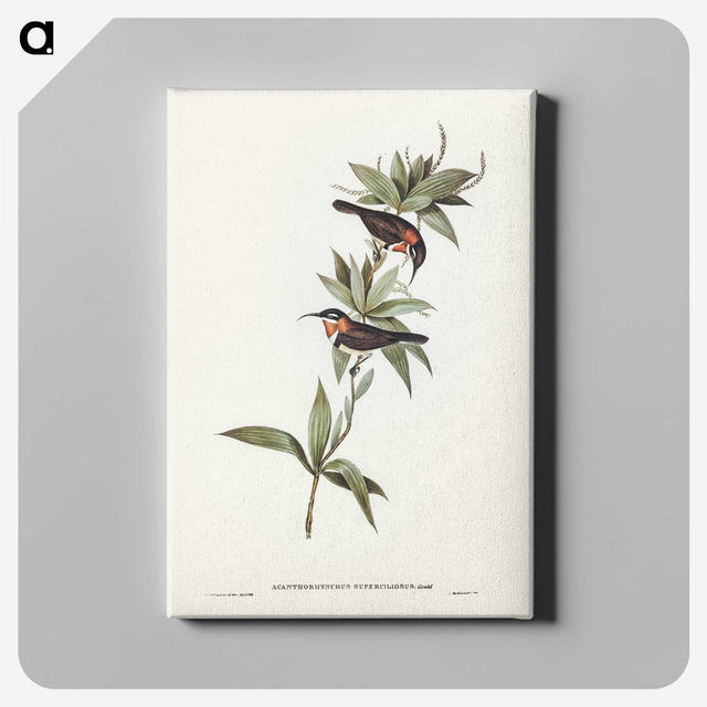 3-58_John-Gould_canvas