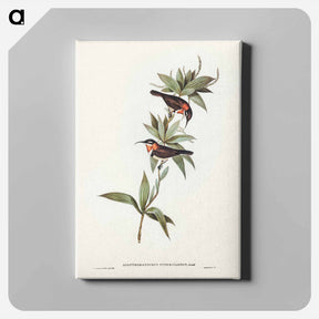 アートパネル-White-eyebrowed Spine-bill
 - ジョン グールド Canvas.