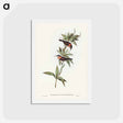 アートポストカード-White-eyebrowed Spine-bill
 - ジョン グールド Postcard.