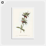 アートポストカード-White-eyebrowed Spine-bill
 - ジョン グールド Postcard.