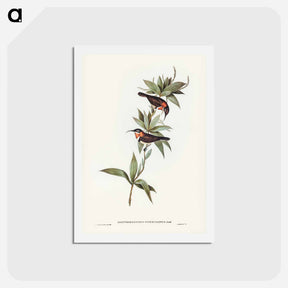アートポストカード-White-eyebrowed Spine-bill
 - ジョン グールド Postcard.