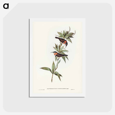 アートポストカード-White-eyebrowed Spine-bill
 - ジョン グールド Postcard.