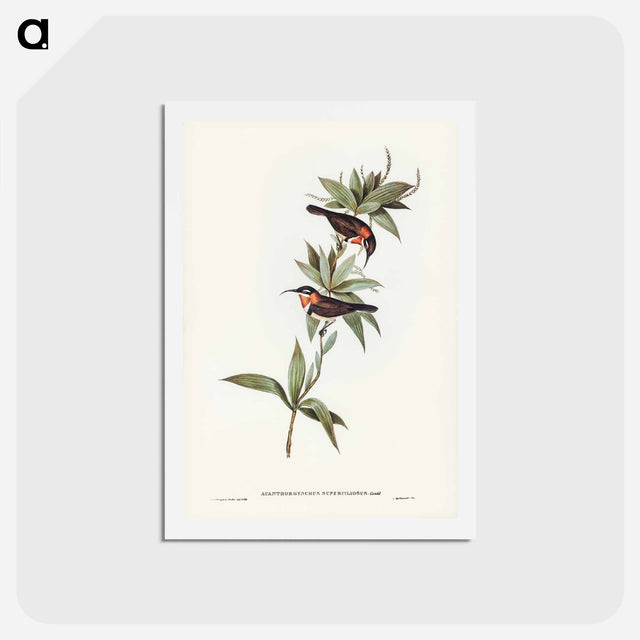 アートポストカード-White-eyebrowed Spine-bill
 - ジョン グールド Postcard.