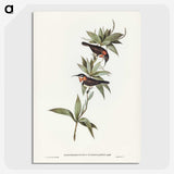 3-58_John-Gould_picture-crop