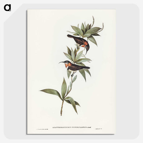 3-58_John-Gould_picture-crop