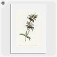 3-58_John-Gould_picture