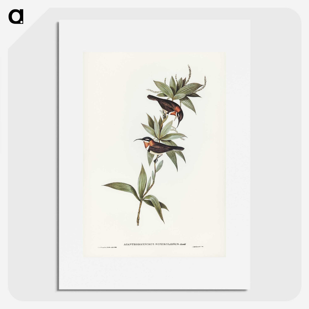 3-58_John-Gould_picture