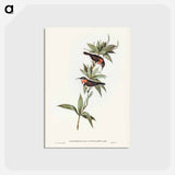 アートポストカード-White-eyebrowed Spine-bill
 - ジョン グールド Postcard.