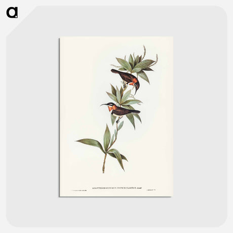 アートポストカード-White-eyebrowed Spine-bill
 - ジョン グールド Postcard.