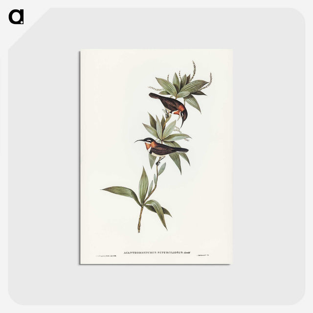 3-58_John-Gould_postcard
