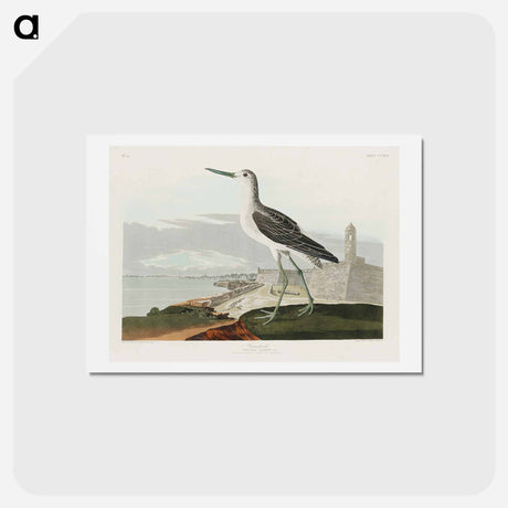 アートポストカード-Greenshank
 - ジョン ジェームス オーデュボン Postcard.