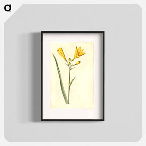 アートポスター-Hemerocallis lilioasphodelus
 - マリア ジビーラ メーリアン Poster.