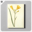 アートパネル-Hemerocallis lilioasphodelus
 - マリア ジビーラ メーリアン Canvas.