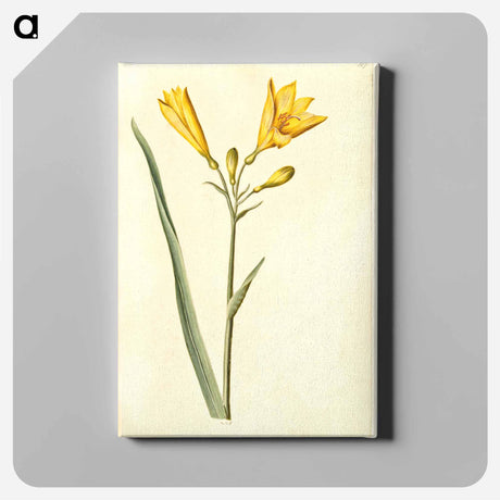 アートパネル-Hemerocallis lilioasphodelus
 - マリア ジビーラ メーリアン Canvas.
