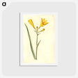 アートポストカード-Hemerocallis lilioasphodelus
 - マリア ジビーラ メーリアン Postcard.
