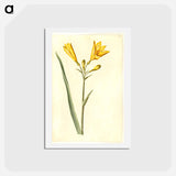 アートポストカード-Hemerocallis lilioasphodelus
 - マリア ジビーラ メーリアン Postcard.