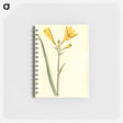 アートメモ帳-Hemerocallis lilioasphodelus
 - マリア ジビーラ メーリアン Memo.