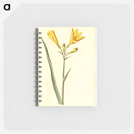 アートメモ帳-Hemerocallis lilioasphodelus
 - マリア ジビーラ メーリアン Memo.