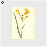 アートポストカード-Hemerocallis lilioasphodelus
 - マリア ジビーラ メーリアン Postcard.