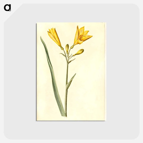 アートポストカード-Hemerocallis lilioasphodelus
 - マリア ジビーラ メーリアン Postcard.