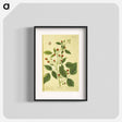 アートポスター-Rubus Ideous
 - 国立医学図書館 Poster.