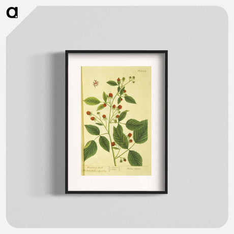 アートポスター-Rubus Ideous
 - 国立医学図書館 Poster.