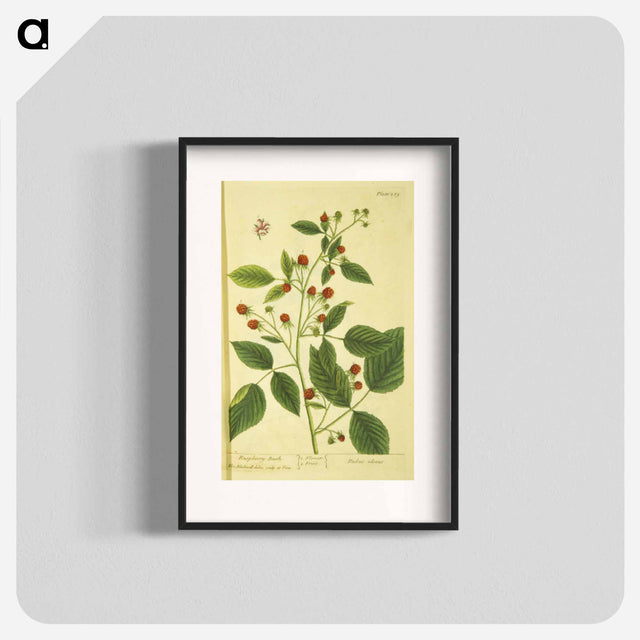 アートポスター-Rubus Ideous
 - 国立医学図書館 Poster.
