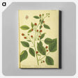 アートパネル-Rubus Ideous
 - 国立医学図書館 Canvas.
