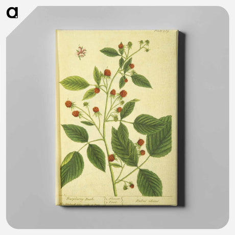アートパネル-Rubus Ideous
 - 国立医学図書館 Canvas.