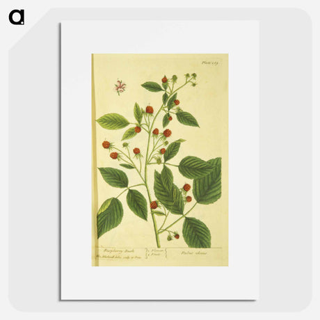 アートポスター-Rubus Ideous
 - 国立医学図書館 Poster.