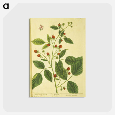 アートポストカード-Rubus Ideous
 - 国立医学図書館 Postcard.