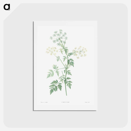 アートポストカード-Hemlock - ピエール ジョゼフ ルドゥーテ Postcard.