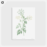 アートポストカード-Hemlock - ピエール ジョゼフ ルドゥーテ Postcard.